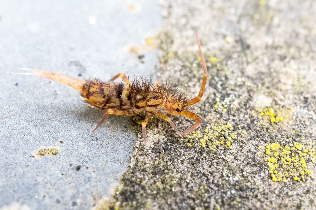 Collembolo da identificare:  Entomobryidae: cfr. Orchesella sp.